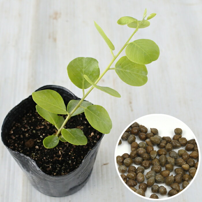 ケイパー 苗 9cmポット ケッパー ハーブ苗 Herbのサムネイル