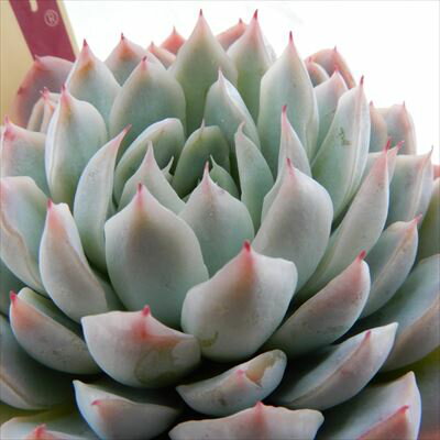 多肉植物 oriミックスベリア No.022 三日月 多肉植物 おらいさん苗 送料無料 エケベリア 6cmポットのサムネイル