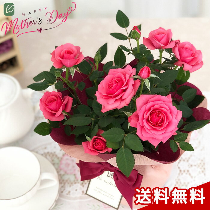 【遅れてごめんね】母の日 プレゼント ミニバラ スターローズ ピンク 4号鉢 送料無料 母の日ギフト 花 鉢植え バラ