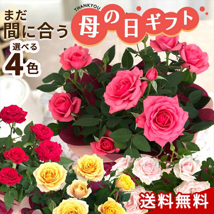 楽天市場】ミニバラ 香り(鉢花|花・観葉植物):花・ガーデン 楽天市場】ミニバラ 香り(鉢花|花・観葉植物):花・ガーデン