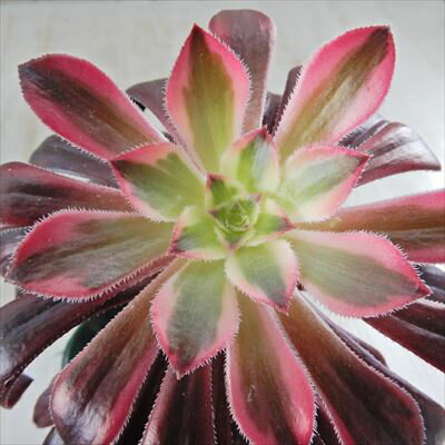 多肉植物 希少種 アエオニウム サンシモン バイオレット 多肉植物 9cmポットのサムネイル