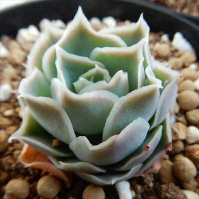 多肉植物 skエケベリア シムランスラグナサンチョス 多肉植物 エケベリア 7.5cmポットのサムネイル