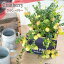クランベリー ツルコケモモ 苗 10.5cmポット 観葉植物 ガーデニング