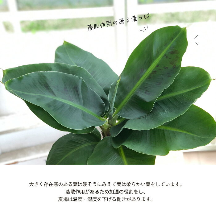 観葉植物 バナナの木 サンジャクバナナ 6号鉢 バナナ 送料無料 観葉植物 室内 贈り...