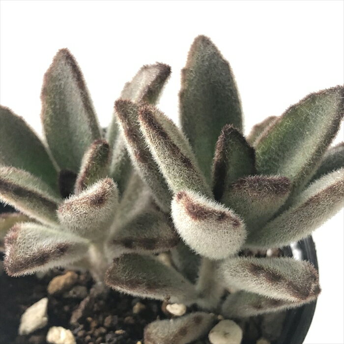 多肉植物 hmカランコエ 姫黒兎耳 多肉植物 カランコエ 6cmポットのサムネイル