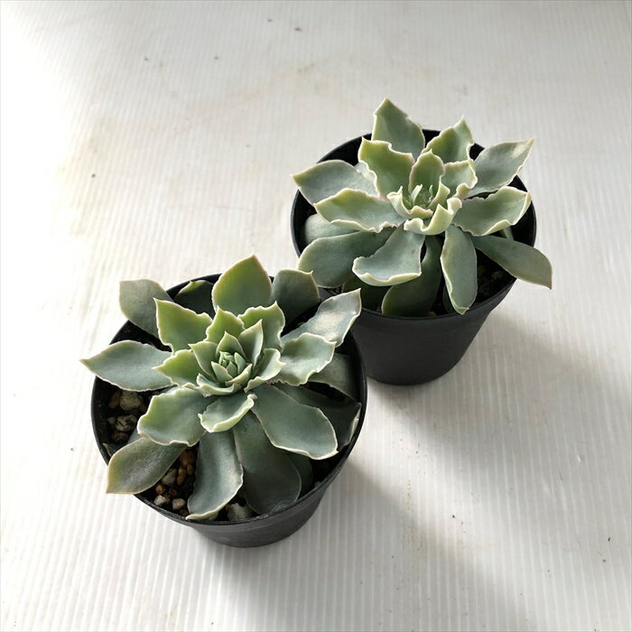 【楽天スーパーセール P5倍】 多肉植物 skエケベリア シャビアナペレグリナ 多肉植物 エケベリア 7.5cmポット