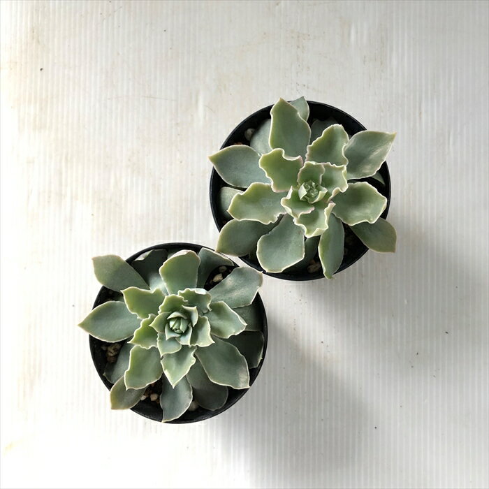 【楽天スーパーセール P5倍】 多肉植物 skエケベリア シャビアナペレグリナ 多肉植物 エケベリア 7.5cmポット