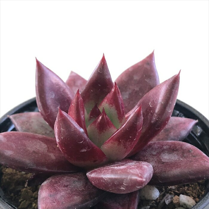 多肉植物 hmエケベリア ローズフィンチ 多肉植物 エケベリア 6cmポットのサムネイル