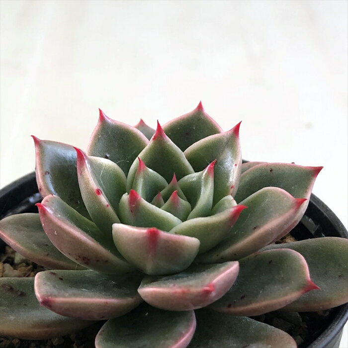 多肉植物 hmエケベリア ルドルフNo.3 多肉植物 エケベリア 6cmポットのサムネイル