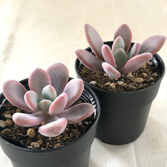 多肉植物 hmグラプトベリア ピンクシフォン 多肉植物 グラプトベリア 6cmポット