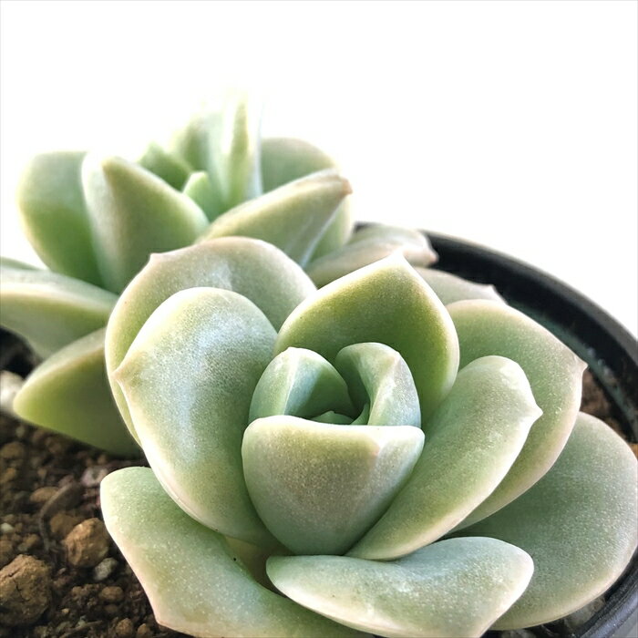 多肉植物 hmエケベリア ラブリーローズ 2頭 多肉植物 エケベリア 6cmポットのサムネイル