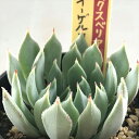 多肉植物 oriミックスベリア No.037 イーゲルコット 多肉植物 おらいさん苗 送料無料 エケベリア 6cmポット