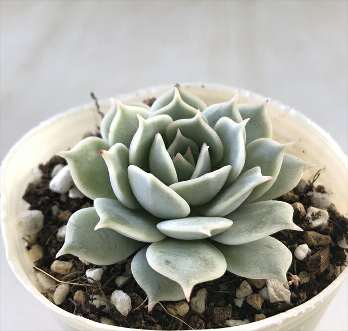 多肉植物 nbエケベリア ローラ 多肉植物 エケベリア 7.5cmポットのサムネイル