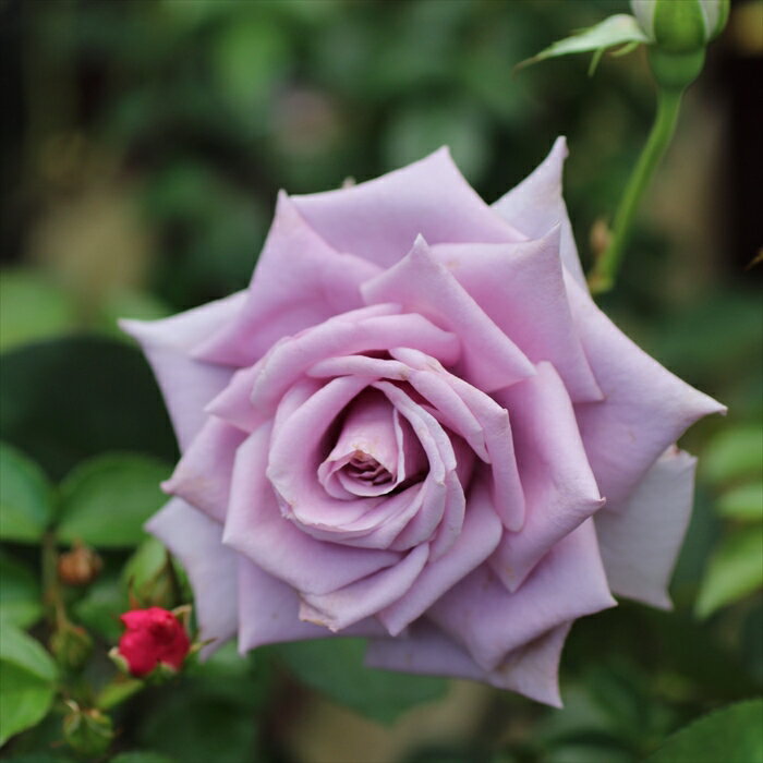 予約販売 バラ苗 バラ大苗 禅ローズ 青のレクイエム 四季咲き 薔薇 ばら 送料無料 紫 ommo 4月上旬以降発送のサムネイル