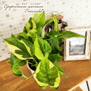 観葉植物 ポトス エメラルド 3.5号鉢 観葉植物 小型 小さい 室内 贈り物 プレゼント インテリア おしゃれ