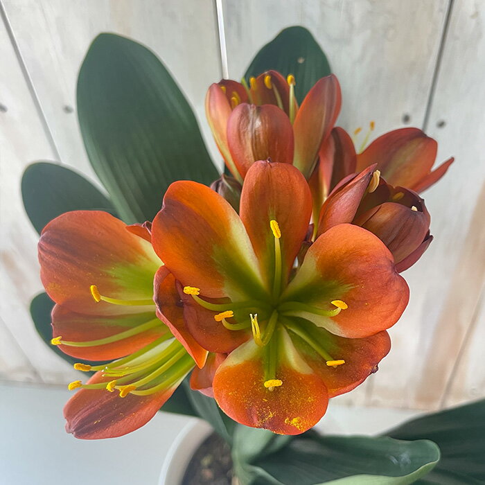 予約販売 君子蘭 悠久 アースカラー君子蘭 5号鉢 花芽付き クンシラン 鉢植え 鉢花 bjf 2月上旬以降発送のサムネイル