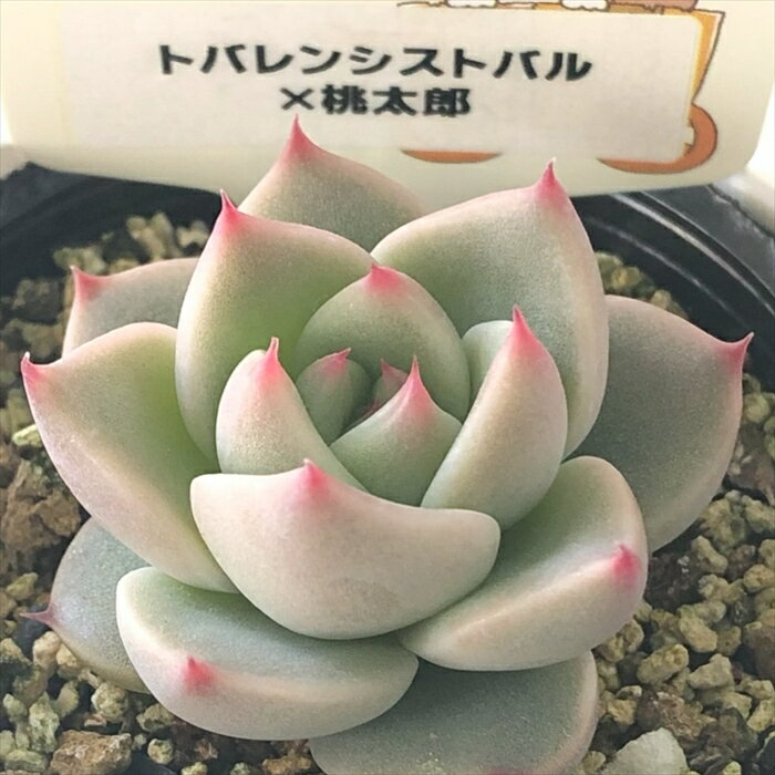 多肉植物 plkエケベリア トバレンシストバル×桃太郎 多肉植物 パルクさん苗 送料無料 エケベリア 6cmポットのサムネイル