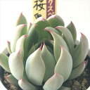 多肉植物 oriミックスベリア No.060 桜鬼 多肉植物 おらいさん苗 送料無料 エケベリア 6cmポット