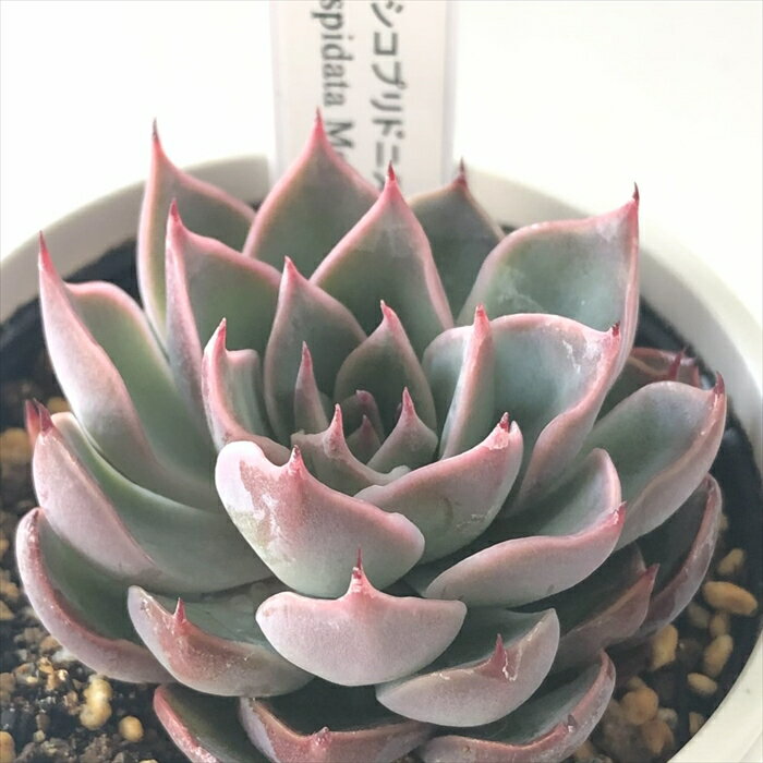 多肉植物 yukエケベリア メキシコプリドニス×cuspidata Menchaca 多肉植物 優木園さんの苗 送料無料 エケベリア 6cmポット