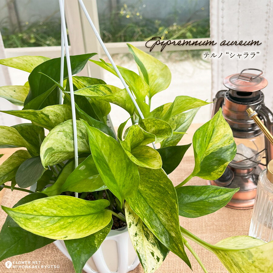 楽天市場】ポトス テルノ(花・観葉植物|花・ガーデン・DIY)の通販 楽天市場】ポトス テルノ(花・観葉植物|花・ガーデン・DIY)の通販