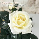 予約販売 ミニバラ パステルイエローロスアロマ 3号ポット バラ 薔薇 バラ苗 苗 イエロー mnu 11月上旬以降発送