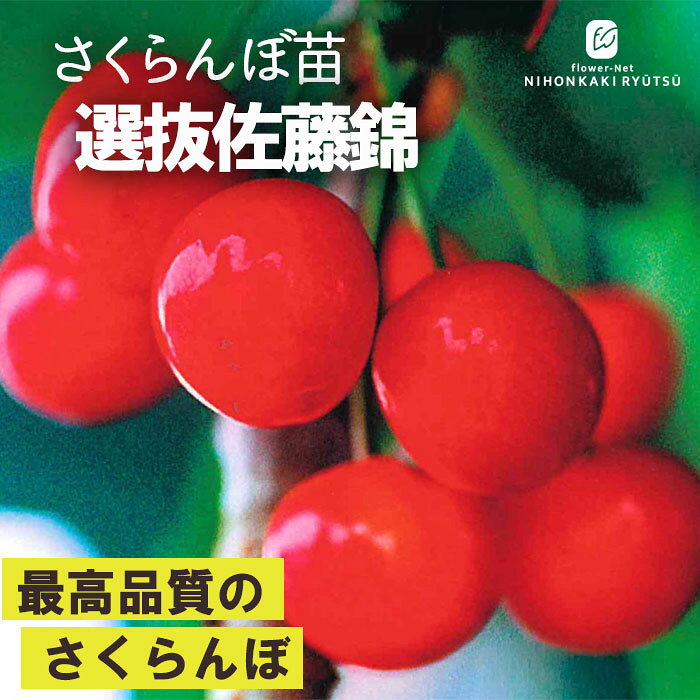楽天市場】佐藤錦 苗の通販