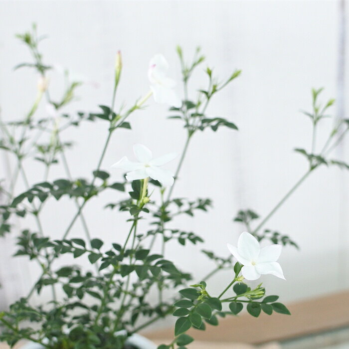 ジャスミン 苗 ホワイトプリンセス 9cmポット ハーブ苗 Herb