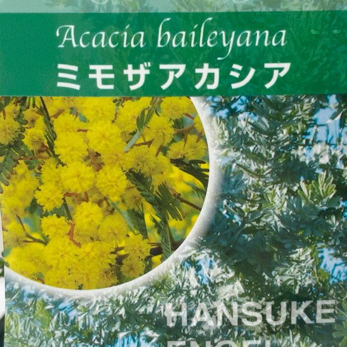 アカシア ミモザアカシア 10.5cmポット 庭木 苗木 花木 hnsa