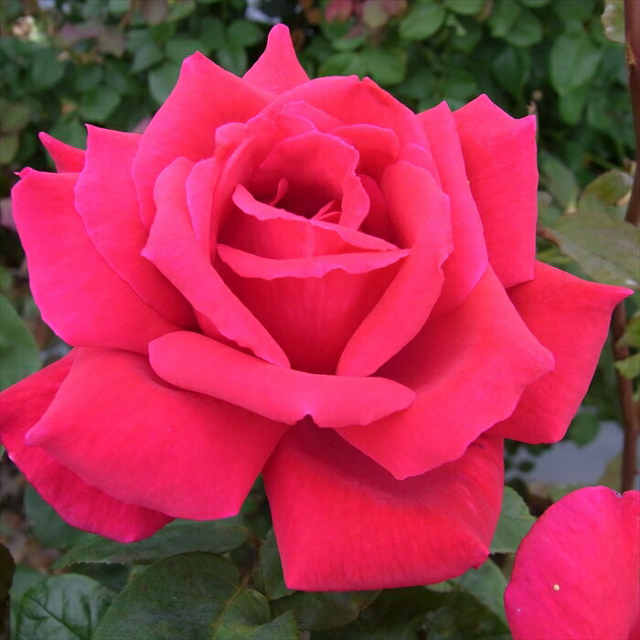 【まもなく締め切り】 予約販売 バラ苗 バラ大苗 大輪 エーボン 四季咲き 薔薇 ばら 赤 エイボン troe ..