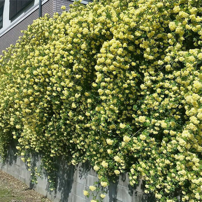 予約販売 バラ苗 バラ大苗 モッコウバラ （黄） 10.5cmポット バラ苗 12月中旬以降発送