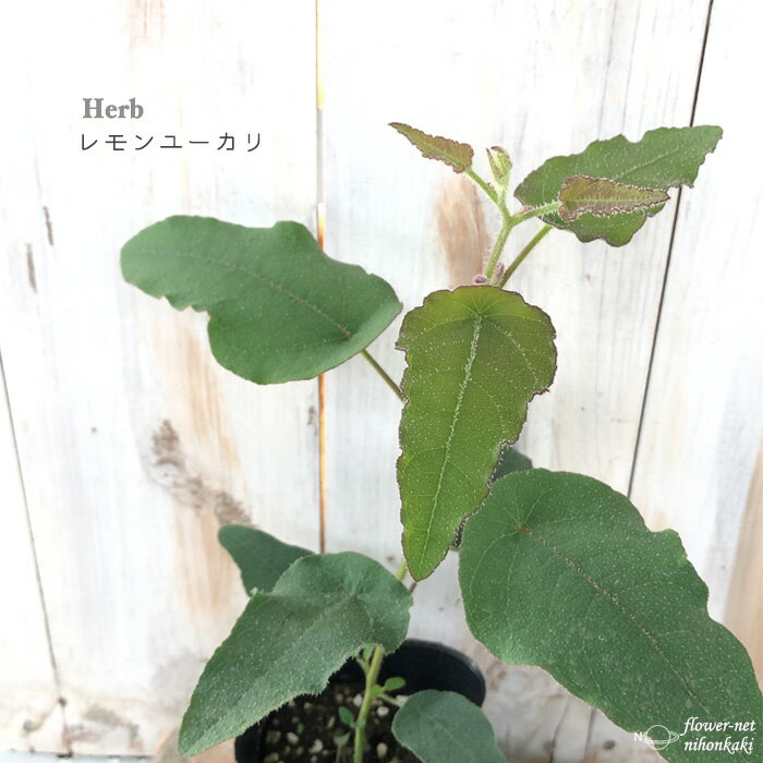レモンユーカリ 苗 9cmポット シンボルツリー 苗木 花木 ハーブ苗 Herbのサムネイル