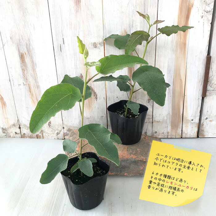 レモンユーカリ 苗 9cmポット 虫除け シンボルツリー 苗木 花木 ハーブ苗 Herb