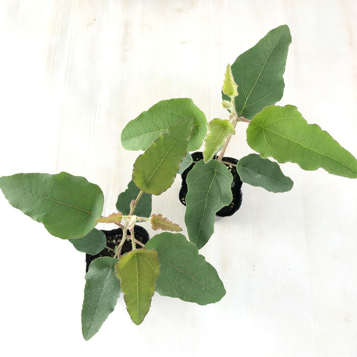 レモンユーカリ 苗 9cmポット 虫除け シンボルツリー 苗木 花木 ハーブ苗 Herb