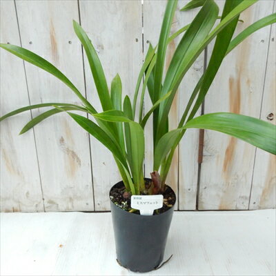 予約販売 ミスマフェット 花芽2芽付き 4.5号鉢 送料無料 キンリョウヘン 金稜辺 ミツバチ誘引蘭 東洋蘭 okh 2月上旬以降発送