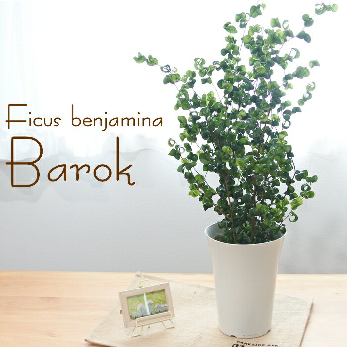 ベンジャミン フィカス ベンジャミン バロック 6号鉢 送料無料 観葉植物 インテリア おしゃれ