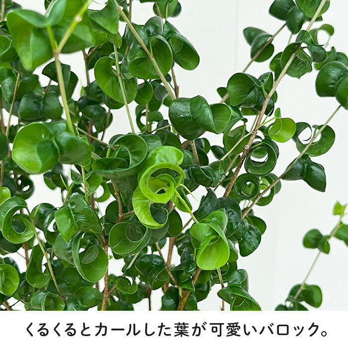 観葉植物 フィカス ベンジャミン バロック 6号鉢 送料無料 観葉植物 室内 贈り物 ...