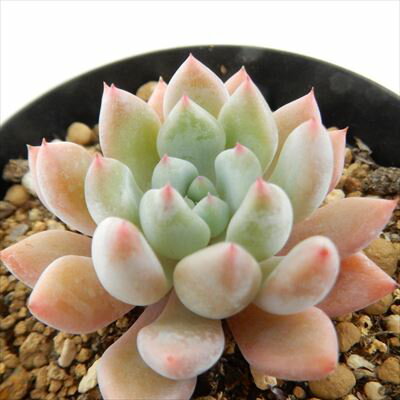 多肉植物 skエケベリア オレンジシャーベット 多肉植物 エケベリア 7.5cmポット