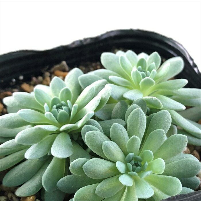 多肉植物 seミセバヤ タカスソウ ミセバヤ 多肉植物 セダム 9cmポット azmのサムネイル