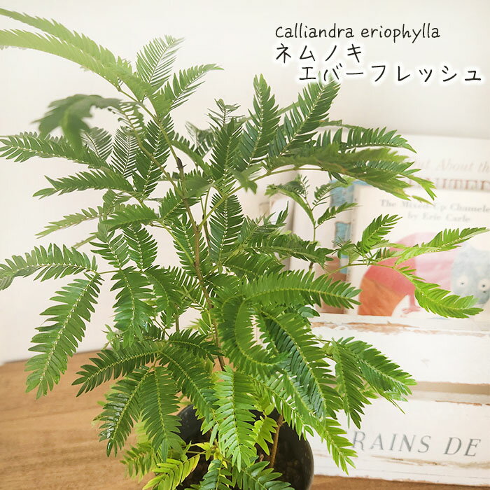 観葉植物（売れ筋ランキング） ネムノキ エバーフレッシュ 3.5号鉢 観葉植物