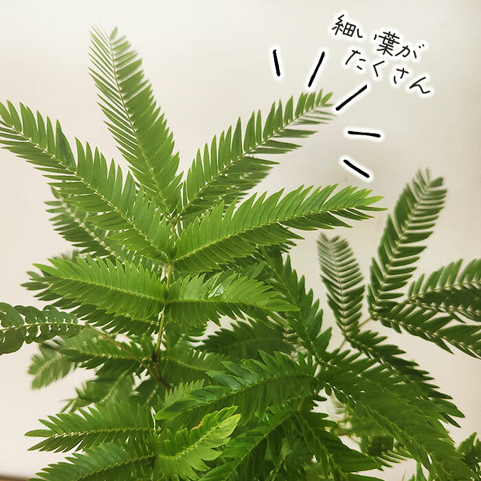 観葉植物 ネムノキ エバーフレッシュ 3.5号鉢 観葉植物 小型 小さい 室内 贈り物 ...
