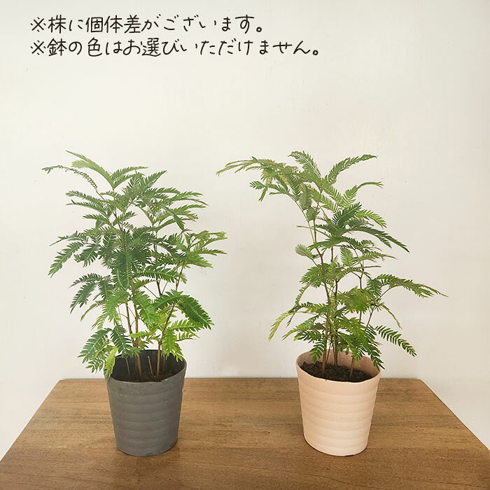 観葉植物 ネムノキ エバーフレッシュ 3.5号鉢 観葉植物 小型 小さい 室内 贈り物 ...