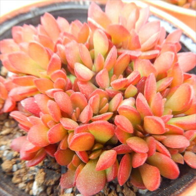 多肉植物 hmクラッスラ 紅稚児 多肉植物 クラッスラ 6cmポットのサムネイル
