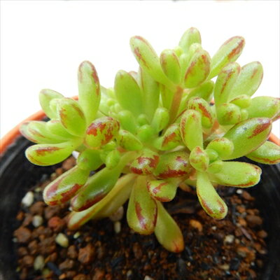 多肉植物 hmアエオニウム 小人祭 多肉植物 アエオニウム 6cmポットのサムネイル