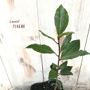 ゲッケイジュ ローリエ 10.5cmポット 月桂樹 ハーブ 苗 Herb 苗木 花木