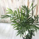 観葉植物 テーブルヤシ 4号鉢 観葉植物 小型 小さい 室内 贈り物 プレゼント インテリア おしゃれ 鉢植え