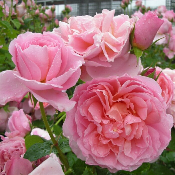 予約販売 バラ苗 バラ大苗 デルバール ダムドゥシュノンソー 登録品種 四季咲き 薔薇 ばら 送料無料 ピンク hao 2月中旬以降発送のサムネイル