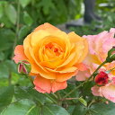 予約販売 バラ苗 バラ大苗 中輪 スヴニールドゥアンネフランク 四季咲き 薔薇 ばら オレンジ スヴニール・ドゥ・アンネ・フランク troe 12月中旬以降発送(4)