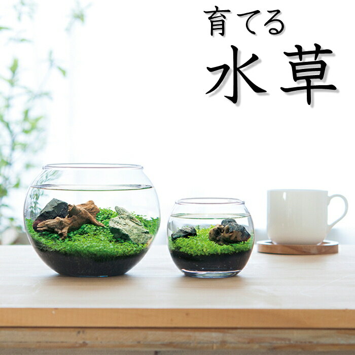 観葉植物