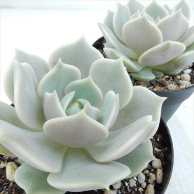 多肉植物 skエケベリア ローラ 多肉植物 エケベリア 7.5cmポット
