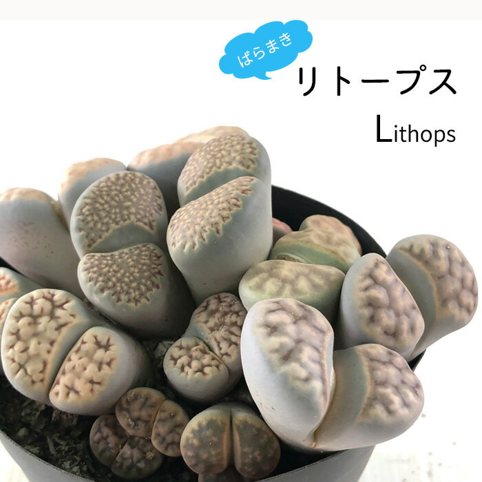 多肉植物 caばらまきリトープス 多肉植物 3.5号鉢 リトープス メセンのサムネイル